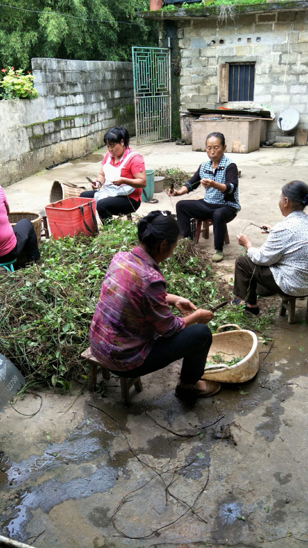 三叶青干货 三叶青藤干货 一手货源  2斤起发货 量大优惠