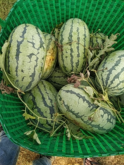 龙州县 甜王西瓜