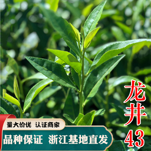 龙井43号茶树苗龙井43茶苗浙江基地西湖龙井绿茶苗茶叶苗