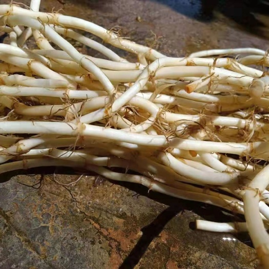 会理市鱼腥草根  产地直发，量大从优，一年四季都可发货