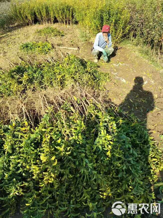 石榴苗蒙阳红石榴苗甜石榴大果树苗软子石榴苗基地直销苗批发价格