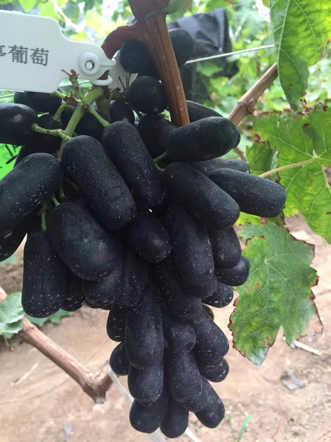 蓝宝石葡萄苗  （纯真种苗）甜蜜蓝宝石葡萄树苗 甜蜜蓝宝石苗