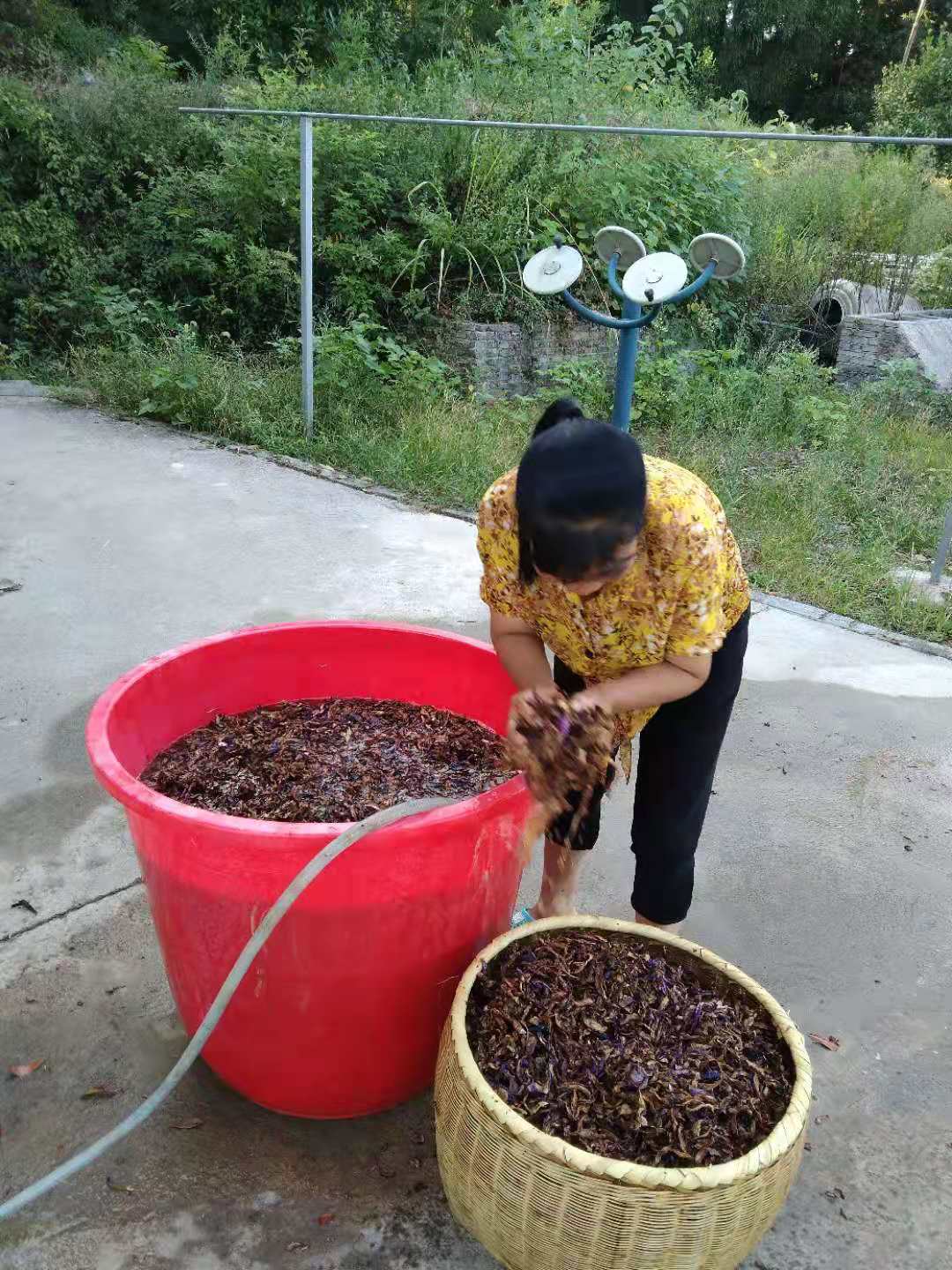 干豆角  落马垅杂菜