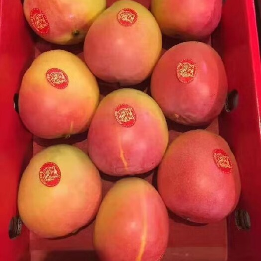 （纯真种苗）新品种杏  丹麦四号大果杏树苗