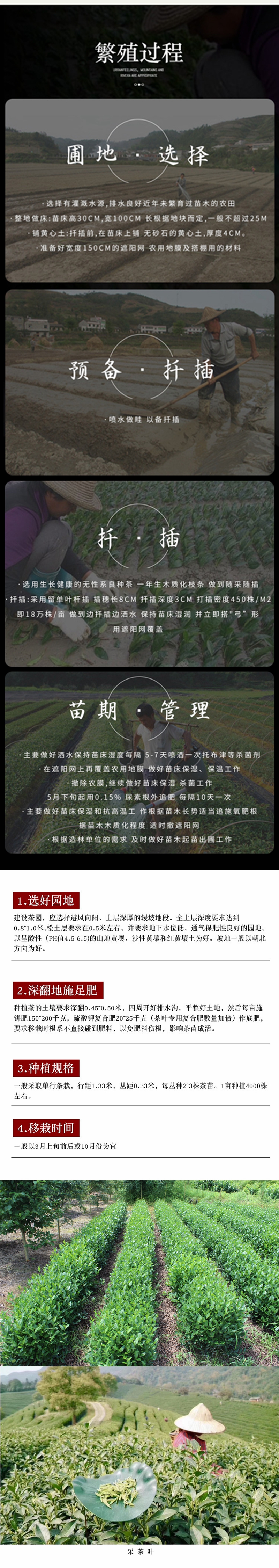 烏牛早茶苗 茶葉苗 根系好 成活率高