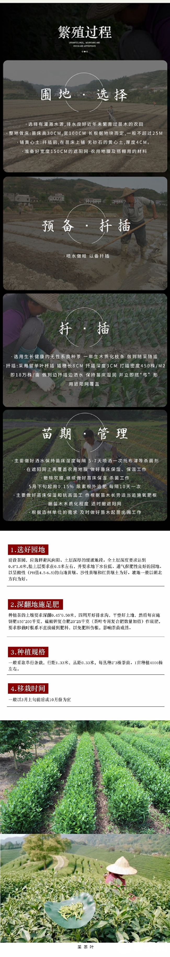 乌牛早茶苗 茶叶苗 根系好 成活率高