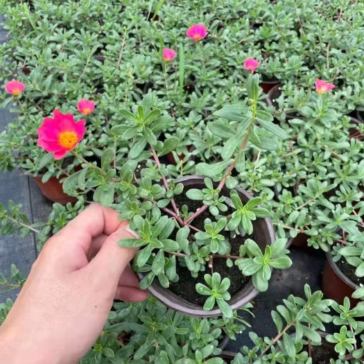 太阳花锦 太阳花