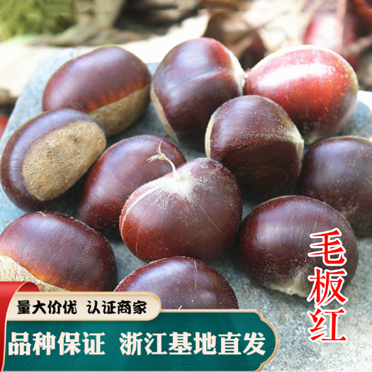 嵊州市毛板红板栗苗 嫁接苗 现挖现卖 产地直发