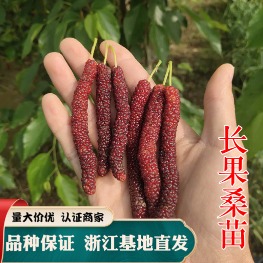 嵊州市长果桑苗 果桑树 四季长果桑易成活