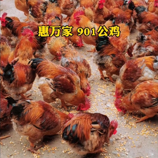 K9鸡苗  麻黄K9、灰羽K9、901/996快大型肉鸡苗