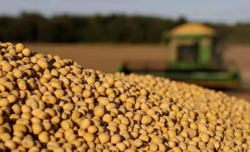 深圳黄大豆  大量供应美国、巴西阿根廷非转基因大豆（中间人勿扰）