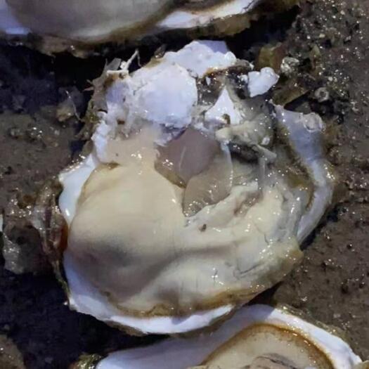 大连三倍体生蚝 最近肥度可以，好货不多了，抓紧了老板吗们
