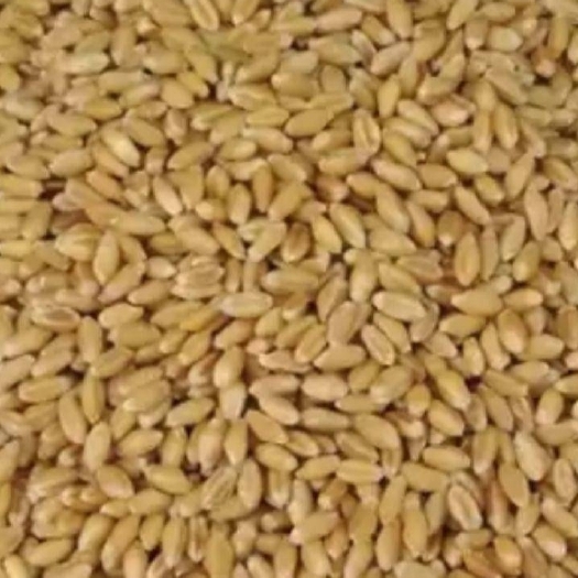 上蔡县白麦 新小麦，