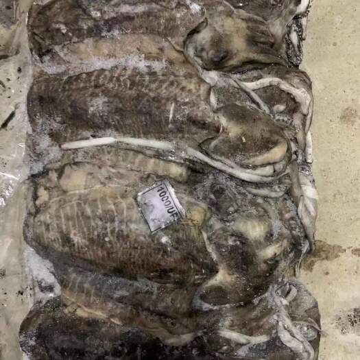 福州墨鱼批发一手货源大墨鱼