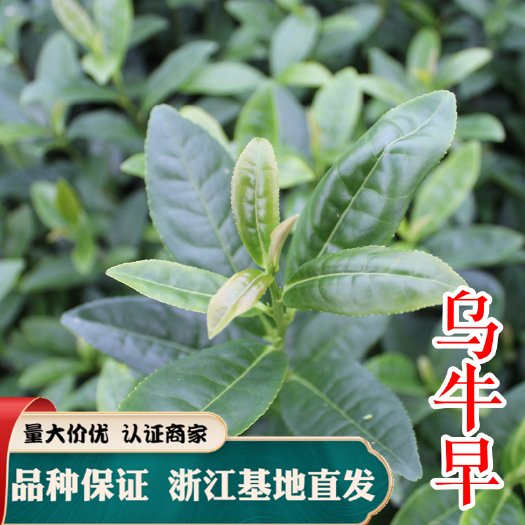 嵊州市乌牛早茶苗 茶叶苗 根系好 成活率高