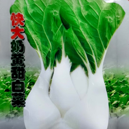 东方市黄心白菜种子 快大奶黄甜白菜种子，肉厚，口感好风味佳，商品性好