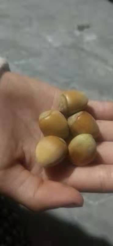 桓仁县榛子 玉坠