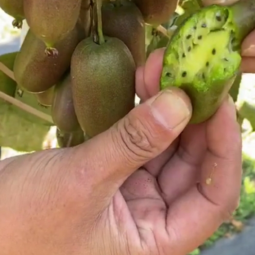 软枣猕猴桃苗  （纯真种苗）软枣猕猴桃树苗  奇异莓苗