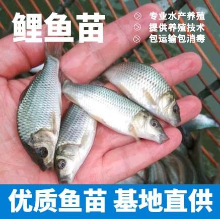 长顺县《精品鲤鱼苗》杂交建鲤鱼苗 专业养殖基地直供提供养殖技术指导