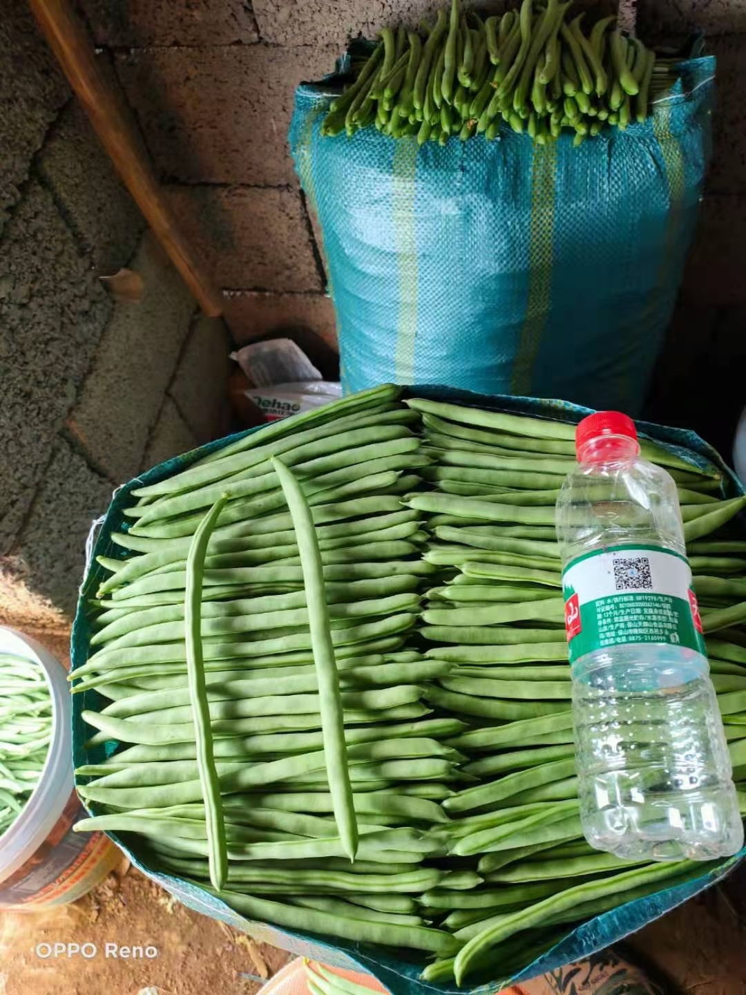 小金帘，玉豆种子，四季豆种子