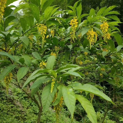 金秀县黄花倒水莲  广西金秀大瑶山黄花倒水连花茶、黄花远志、倒吊黄花