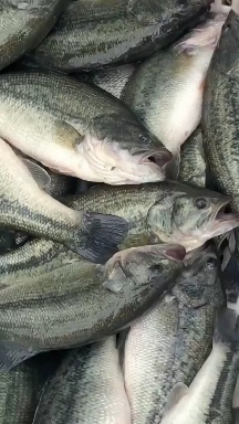 湖州淡水鲈鱼 精品鲈鱼