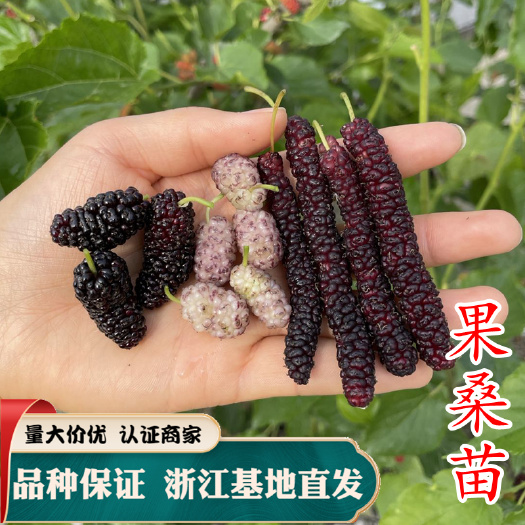 嵊州市长果桑苗 果桑苗无籽大十果桑苗 桑椹树苗 无籽大十 桑椹苗
