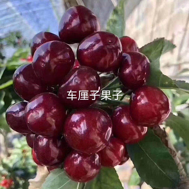 红灯樱桃苗 车厘子苗