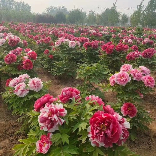 洛阳观赏牡丹 牡丹