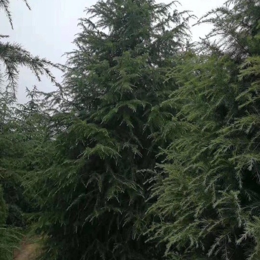 南京喜马拉雅雪松  大型雪松基地