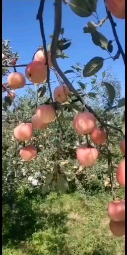 万荣县嘎啦苹果 2021旮啦早熟苹果新鲜上市