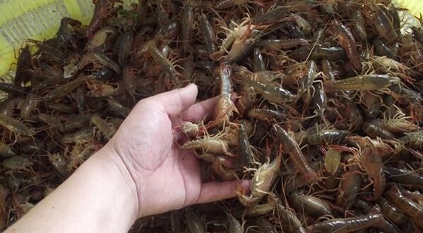 小龙虾苗价格－小龙虾种苗批发－龙虾苗