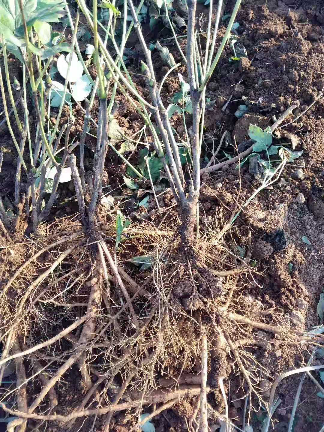 洛阳红  观赏牡丹苗，1-3年嫁接苗