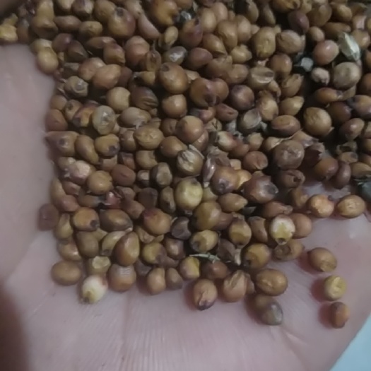 桐梓县 红缨子高粱