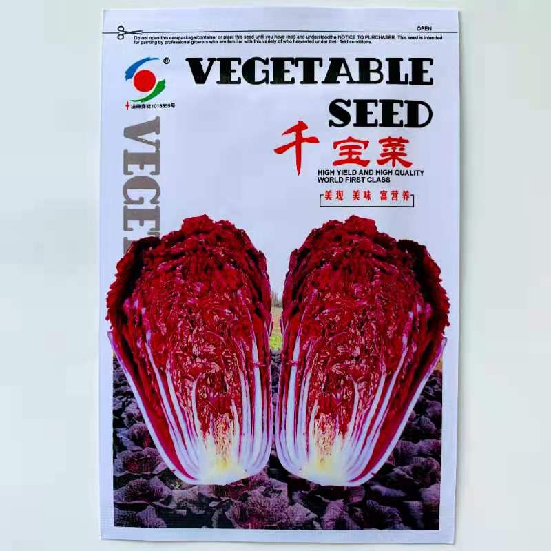 沭阳县紫白菜种子包邮紫色系蔬菜种子花青素皮肤衰老蔬菜种子