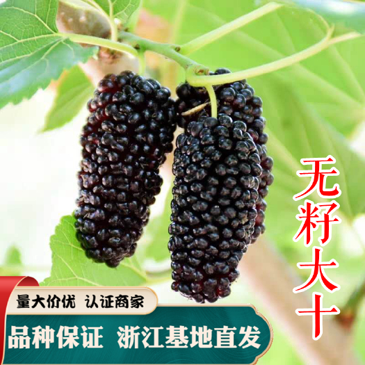 嵊州市无籽大十果桑苗 桑葚树苗 桑树苗 嫁接苗 品种保证