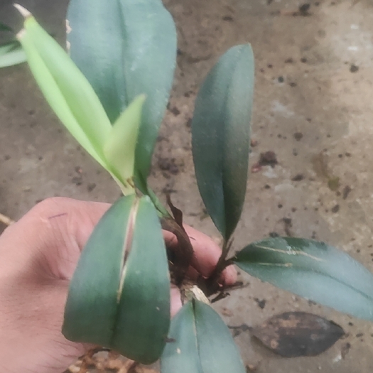 安龙县兔耳兰 银灰兔  磨砂兔