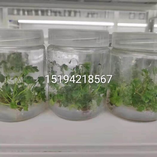 平度市章姬草莓苗  草莓生产苗