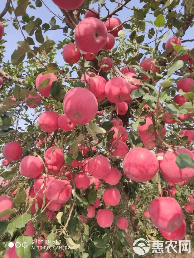 红富士苹果苗  烟富8红富士苹果树苗烟富系列，基地直销。