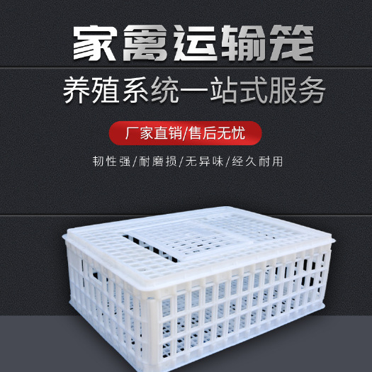 诸城市塑料筐 鸡鸭鹅家禽运输周转筐 纯新料制作 中兴运输鸡筐批发