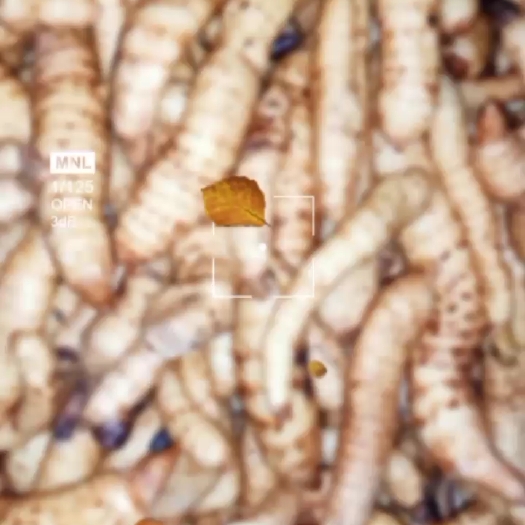 南江县 半人工天麻，精品级