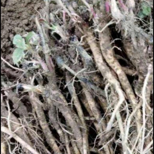 牛膝种苗  牛膝苗有几百万棵卖，保证质量成活率价格便宜批发价