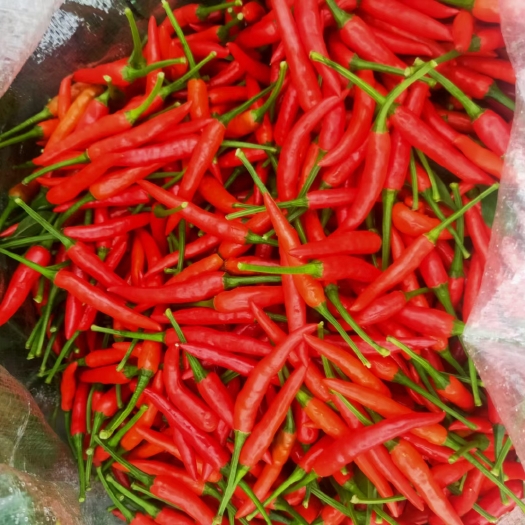 长顺县 52小辣椒