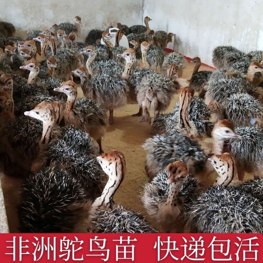 嘉祥县非洲鸵鸟苗 个体大 易成活 疫苗齐全 全国包邮