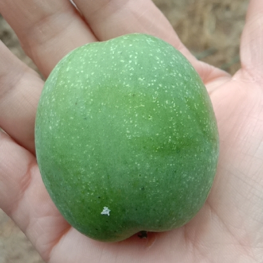 黄龙县青皮核桃 皮薄肉厚的大山核桃