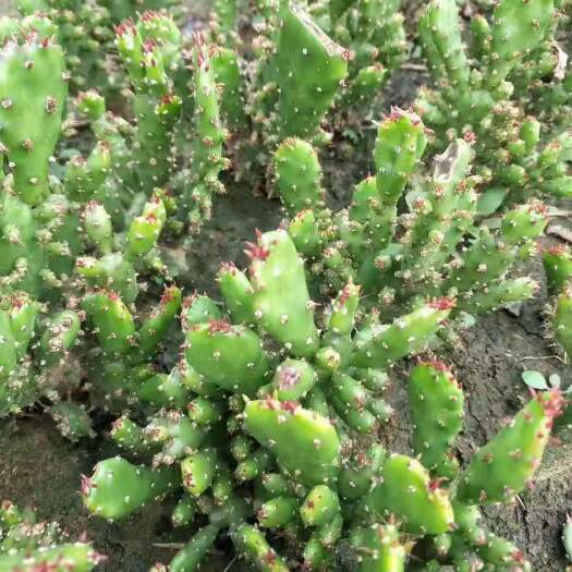 千手观音盆栽植物室内阳台绿植花卉仙人掌类千佛手多肉植物包邮价