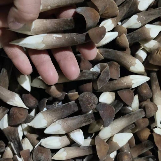 修文县鸡枞菌 精品黑皮鸡枞