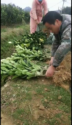 上饶广丰大南原产地红心马家柚苗