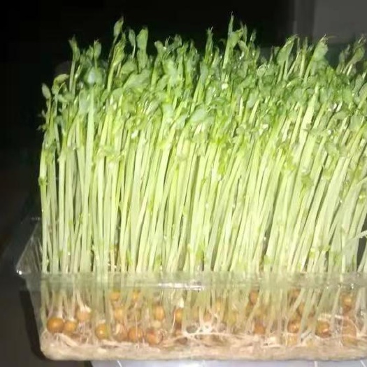 辽阳县 无土栽培芽苗菜豌豆苗