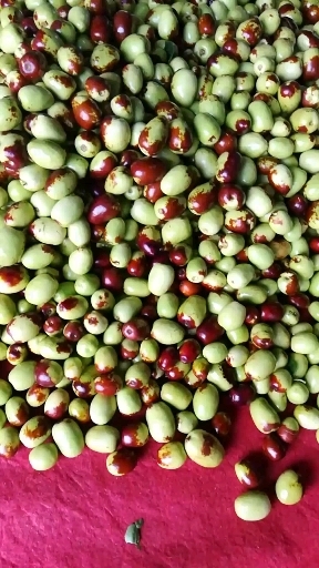 夏县鲜枣鸡心枣